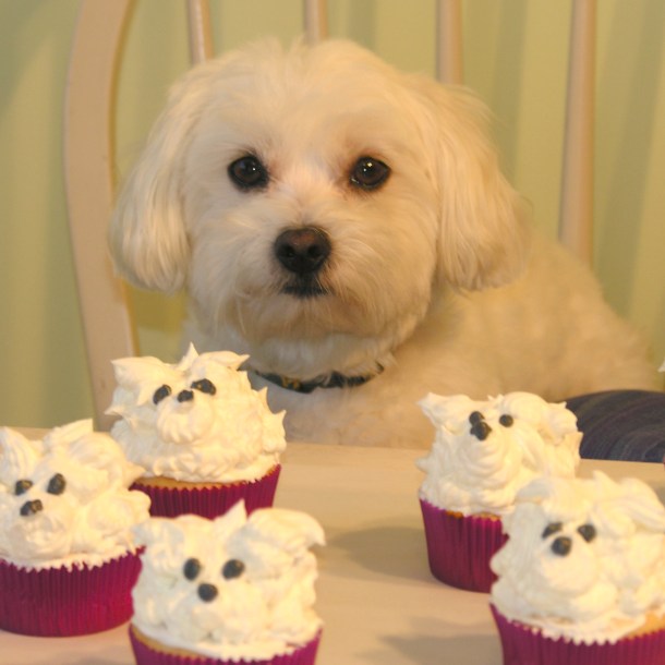 Casper and his white-dog cupcakes