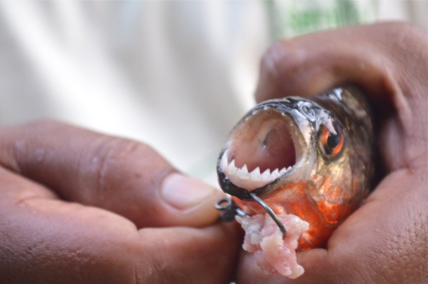 Piranha fishing!!