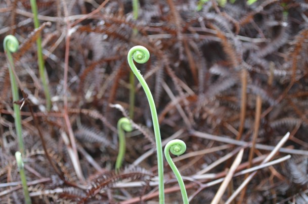 Jungle hike...baby ferns