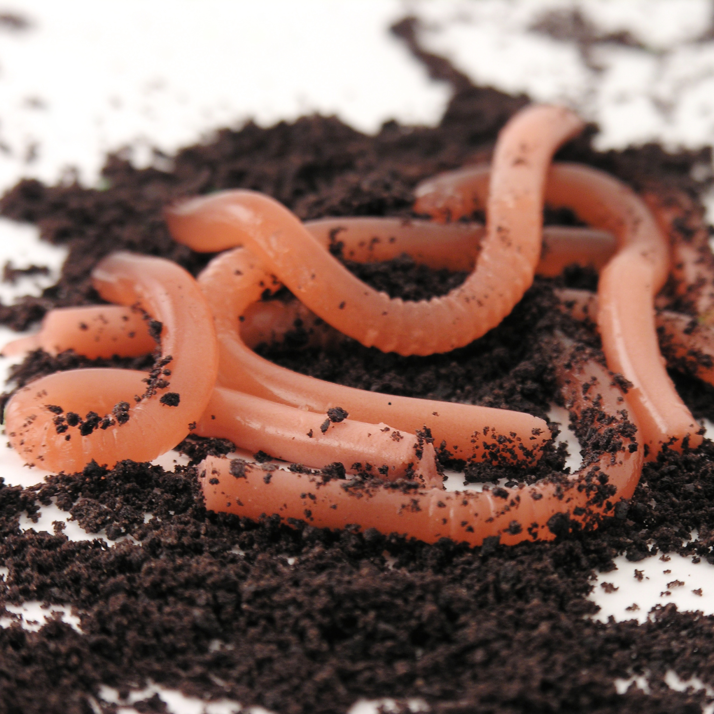Edible gummy earthworm