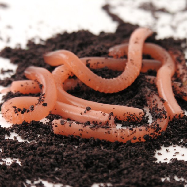 Edible gummy earthworm